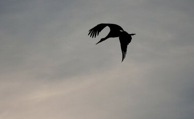 AMFO Trenčianskeho kraja 2026