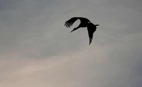 AMFO Trenčianskeho kraja 2026