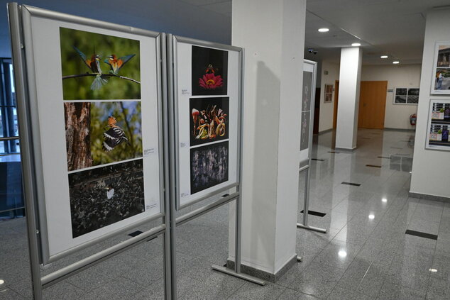 Amfo 2026 – región trenčín - DSC_1569